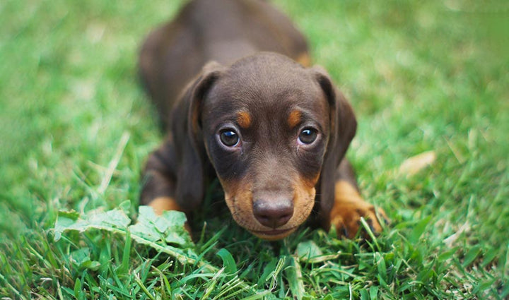 How to Toilet Train Your Puppy