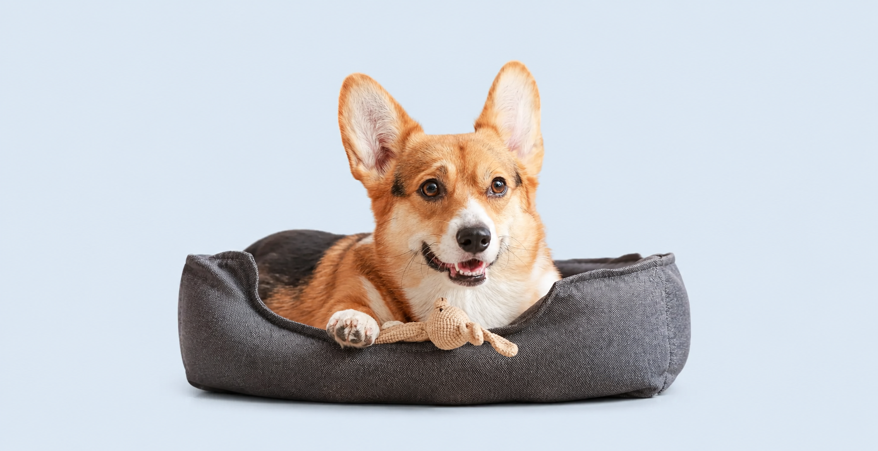 Dog Beds