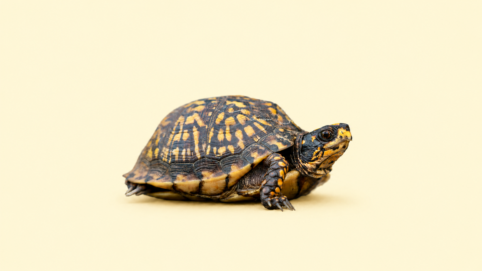Reptiles & Amphibians