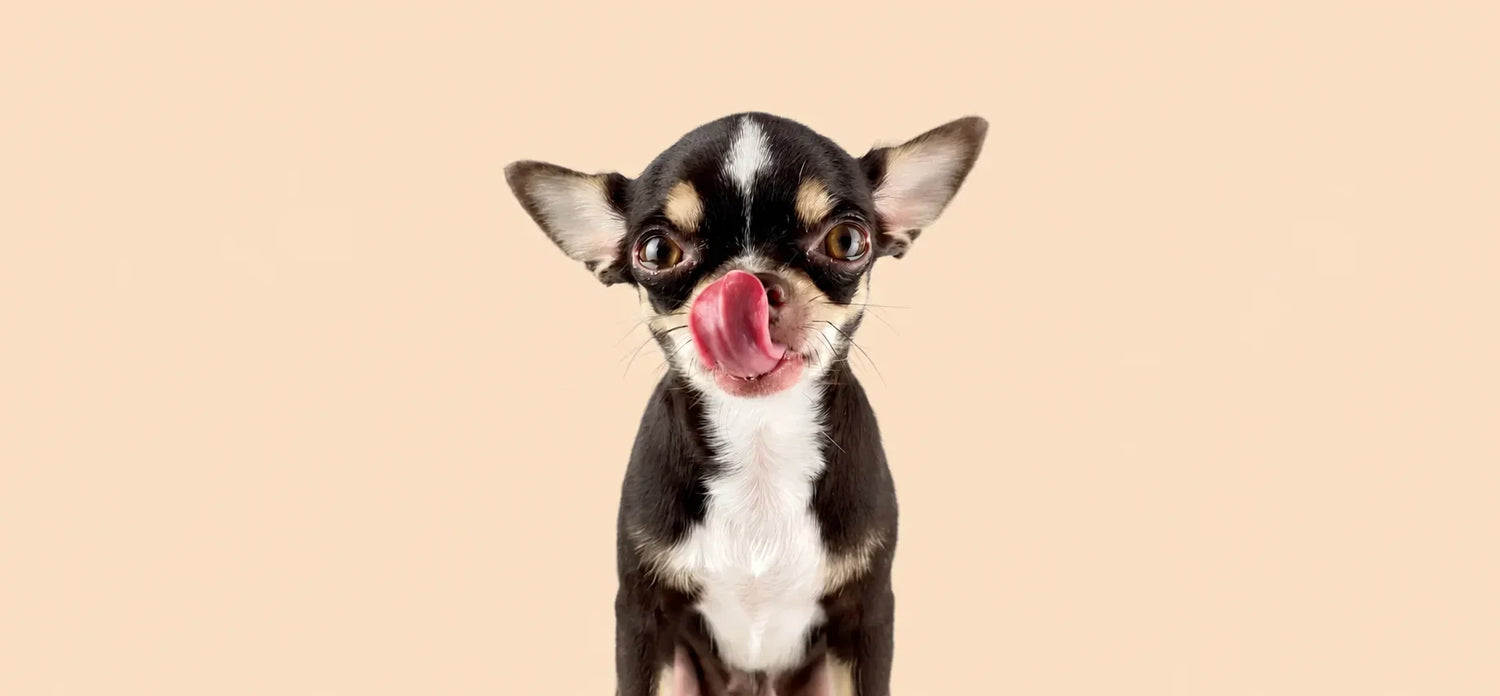 Dogs