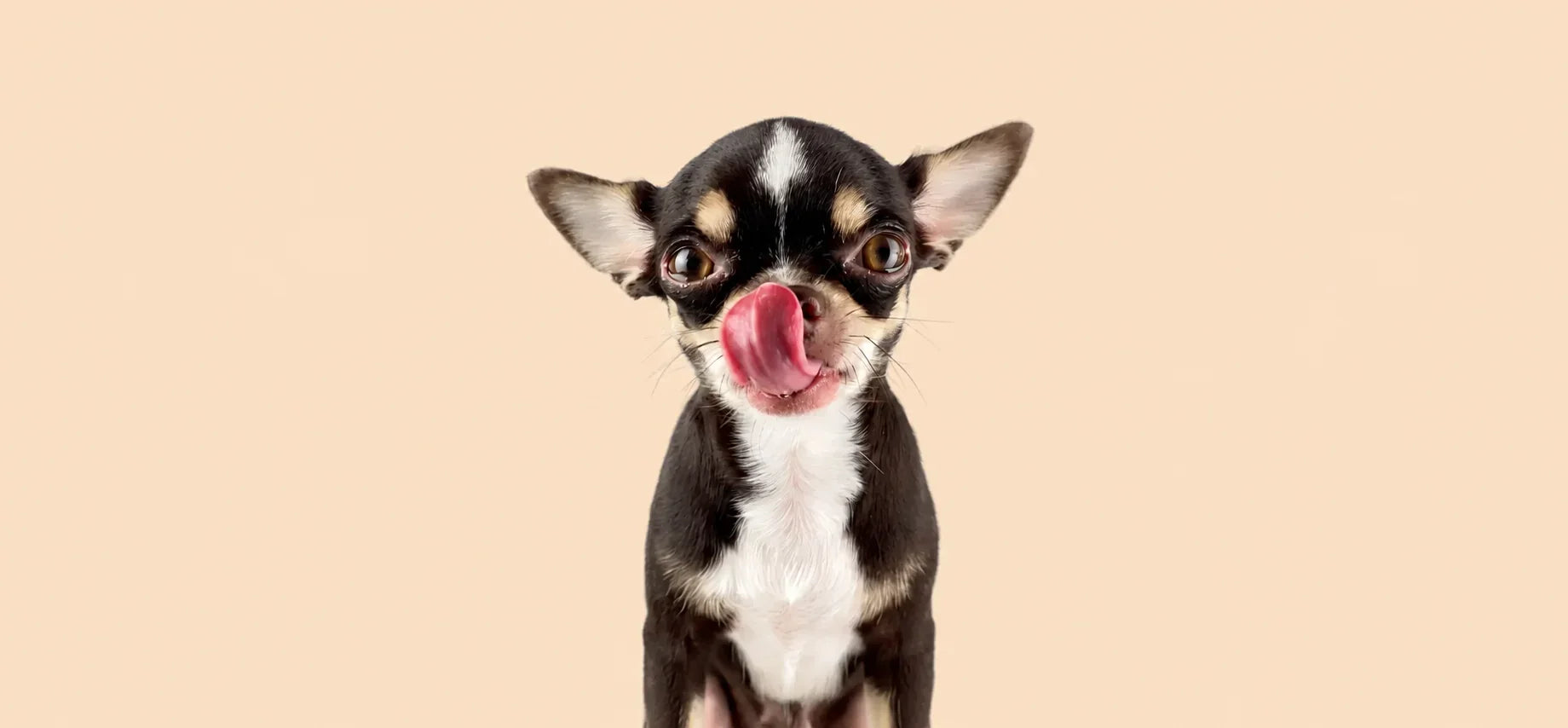 Dogs