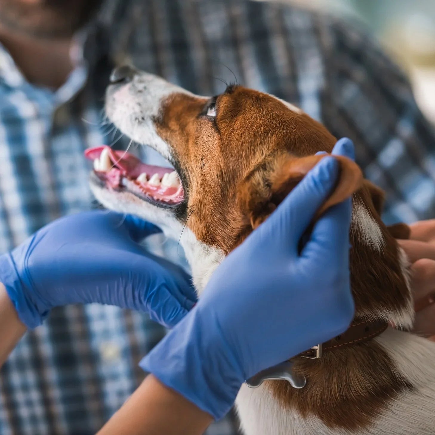 Pet Health & Care