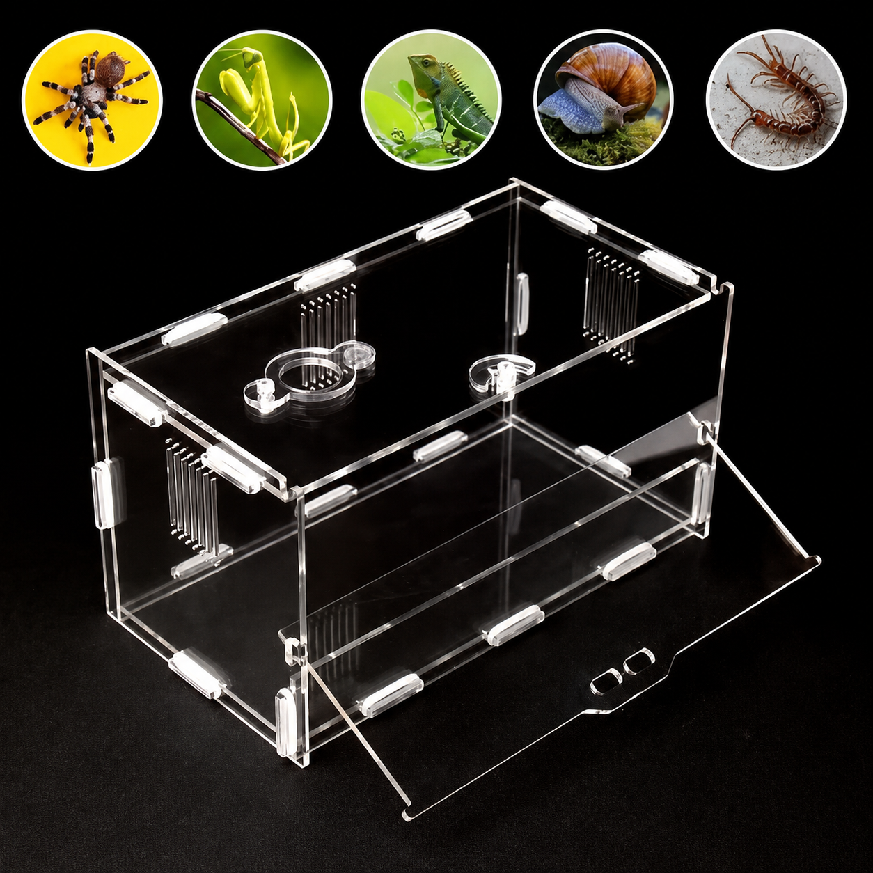 Acrylic Jumping Spider Enclosure with Front Opening Door