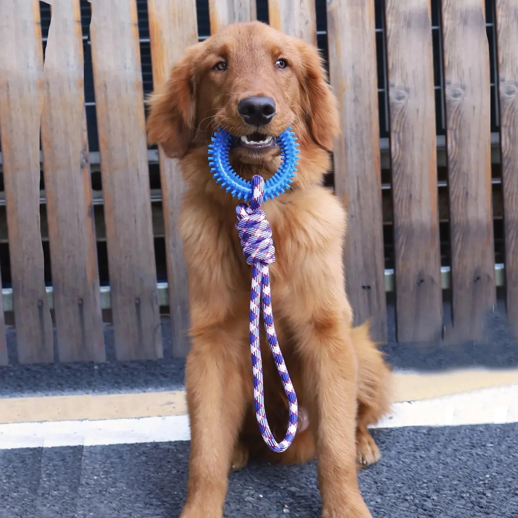 Durable Knot Rope Dog Toy with Textured Rubber Ring for Active Dogs - Blue